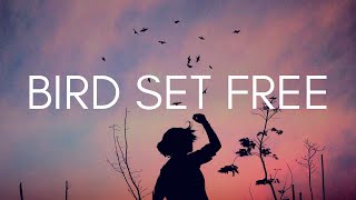 Bird Set Free - SIA (Lyrics)
