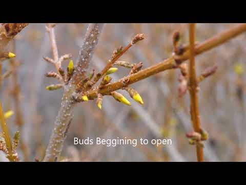 Vidéo: Forsythia (71 Photos) : Description De La Brousse. Planter Et Entretenir Un Buisson En Plein Champ Dans L'Oural Et La Sibérie, Dans La Région De Moscou Et Dans D'autres Endroits