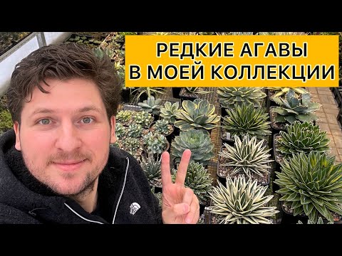 Video: Agave plantesygdomme - tips til behandling af kroneråd af agave