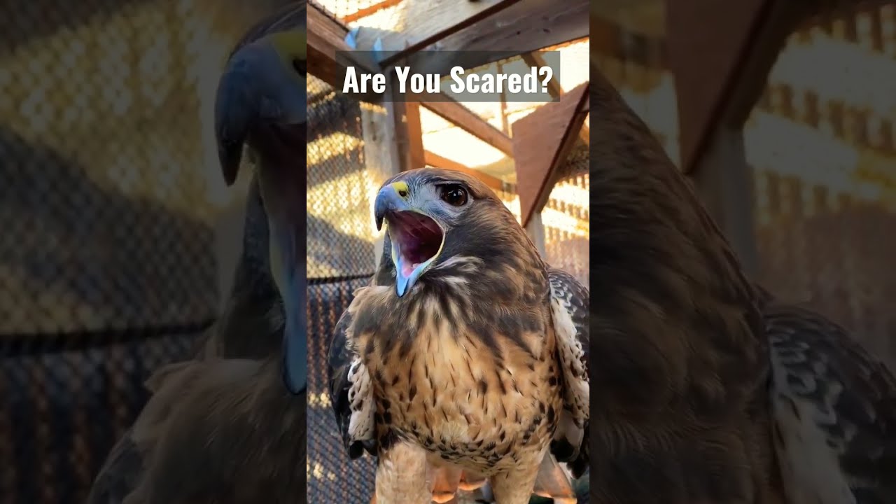 Hawk Sounds To Scare Birds Shorts Youtubeshorts Viral Trending Scary Birdsounds