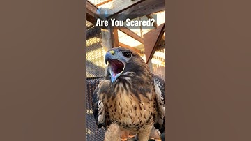 Thumbnail of Hawk Sounds to Scare Birds #shorts #youtubeshorts #viral #trending #scary #birdsounds
