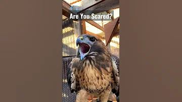 Hawk Sounds To Scare Birds Shorts Youtubeshorts Viral Trending Scary Birdsounds 