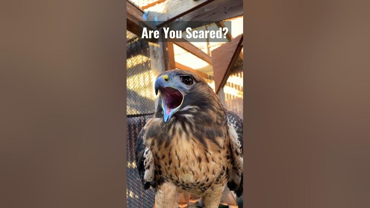 Hawk Sounds to Scare Birds #shorts #youtubeshorts #viral #trending #scary #birdsounds Hawk Sounds to Scare Birds #shorts #youtubeshorts #viral #trending #scary #birdsounds