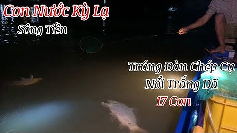 Hốt Đàn Cá Chép Cụ Khủng Nổi Trắng Dã Ở Khu Nhà Máy Trên Sông Tiền | Kích Cá Miền Tây | Catch Fish