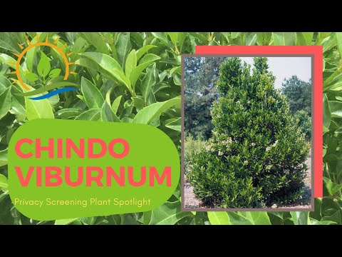 فيديو: ما هو Chindo viburnum؟