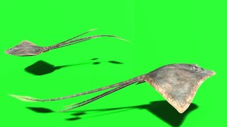 Green Screen Video Ray Fish Free Download Please Subscribe My Youtube Channel And Like For More Vid