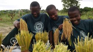 AfricaRice: Rice Science at the Service of Africa