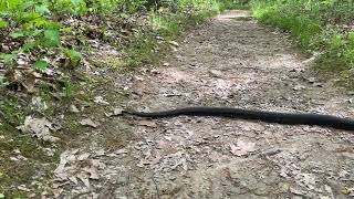 Huge Black Snake (Boston Run Trail, Cuyahoga Valley National Park, Ohio)