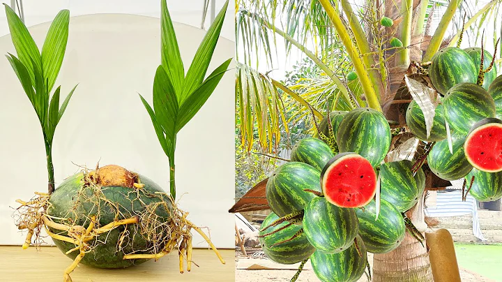 Unique Technique:  Grafting coconut With watermelon Gets Amazing Fruit