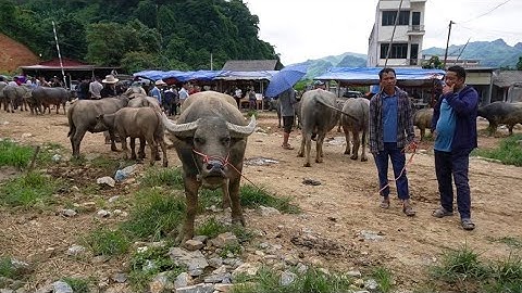 GIÁ TRÂU TĂNG CHỢ TRÂU CỐC LY BẮC HÀ LÀO CAI NHIỀU TRÂU TO ĐẸP XUỐNG CHỢ BÁN LA LIỆT