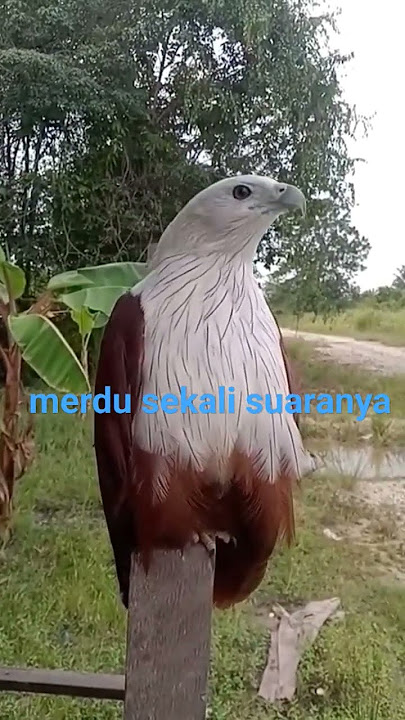 inilah suara elang bondol [amazing sound Brahminy Kite#1000subscriber #shortvideo