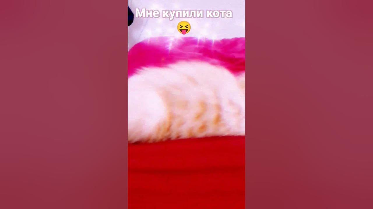 #котики #кот 😺🐱🐈мяуууу - YouTube
