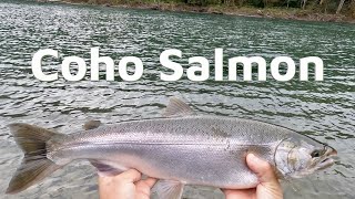 Fishing for Coho Salmon on the Skagit River in the Cascade Foothills