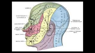 Tmj Symptoms And Muscle Issues