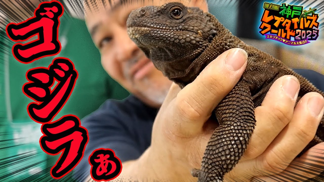 今年も関西最大級の爬虫類イベントが凄かった【神戸レプタイルズワールド2025】