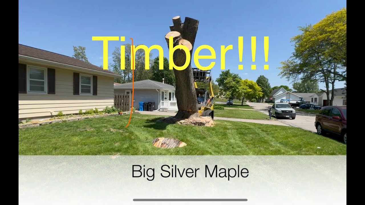 Cutting Down This Massive Silver Maple Tree #treeremoval #treeworker # ...