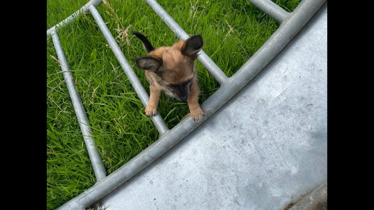 Puppy Java tries out a most giant hamster wheel & seems to enjoy it ...
