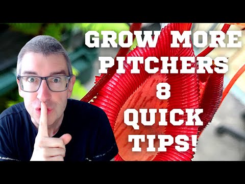 8 QUICK NEPENTHES TIPS FOR GROWING MORE PITCHERS