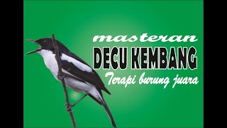 Burung Decu Kembang - Terapi burung juara