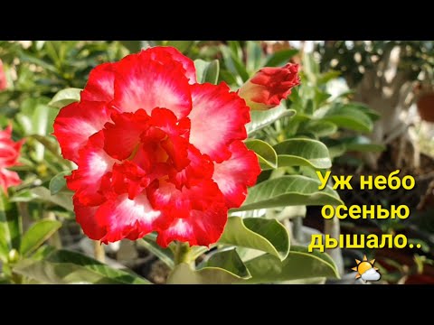 Последнее солнце для
