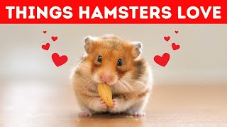 16 Things Hamsters Love the Most