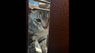 Evi̇n Kapisini Ki̇tleyen Kedi̇