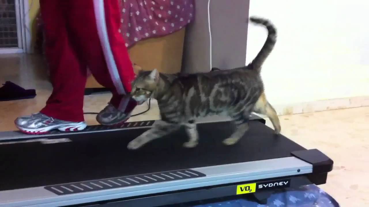 Fitness Cat YouTube