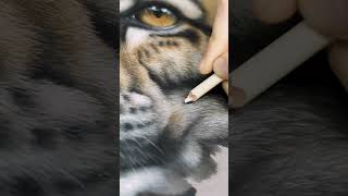 Etape 2 - Réalisation Dune Panthere Nebuleuse En Crayons Par Marion Tubiana