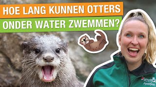 VISSLINGER VOOR DE OTTERS MAKEN + WILDE OTTERS SPOTTEN?! 🤩 | Carlijns Dierenvraag #9