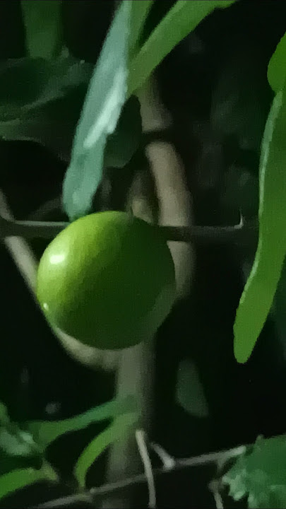 'Morrino Fruit, Nature's Miracle Medicine!' #food