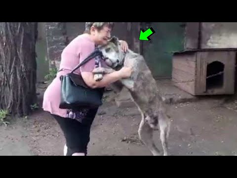 Video: El perro descubre que ha sido adoptado, tiene la reacción más apropiada