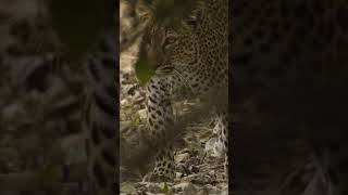 Chiphadzuwa, the enigmatic leopardess