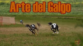 El vídeo jamás hecho del Arte del Galgo, III Edición 2024 🎤🎥