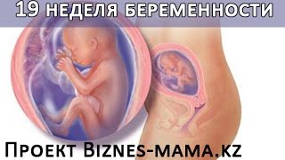 видео 19 неделя беременности