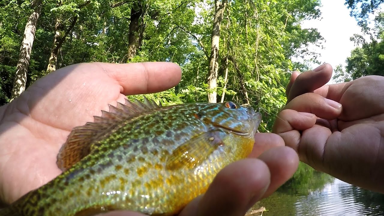 Sunfish Superfecta on Eurotackle's Mummy Worms (Philadelphia, PA