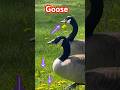 Geese Love Dandelions 🌼#shorts