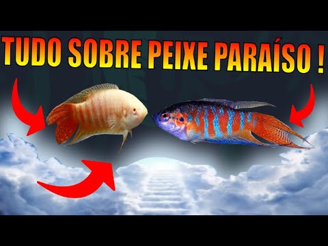 Vídeo: Porkfish