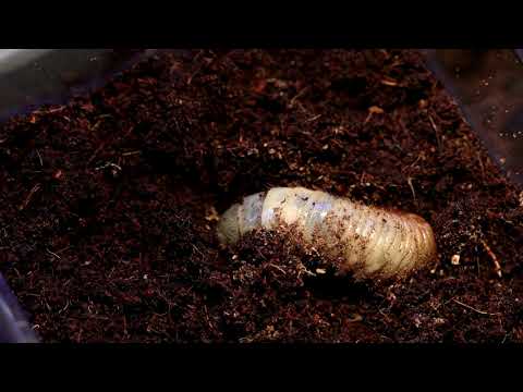 Double Hidden Video: Rhinoceros Beetle Larvae Digging - Double Hidden Video: Rhinoceros Beetle Larvae Digging