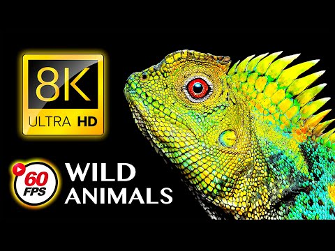 SPECIAL 8K ANIMALS & BIRDS Collection in 8K ULTRA HD 60FPS HDR10+
