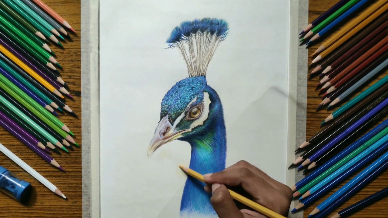 drawing realistic peacock - learn how to draw realistic drawing time