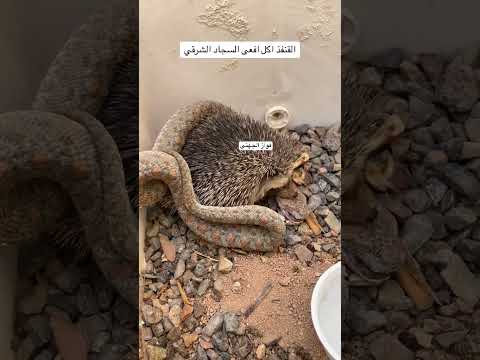 فايدة القنفذ