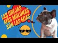 ¿Por qué mis bulldogs franceses tienen las orejas caídas? 😨 No te preocupes y enterate de todo!