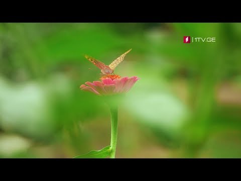 „ფერმა\" - 11 ნოემბერს, 12:15 საათზე