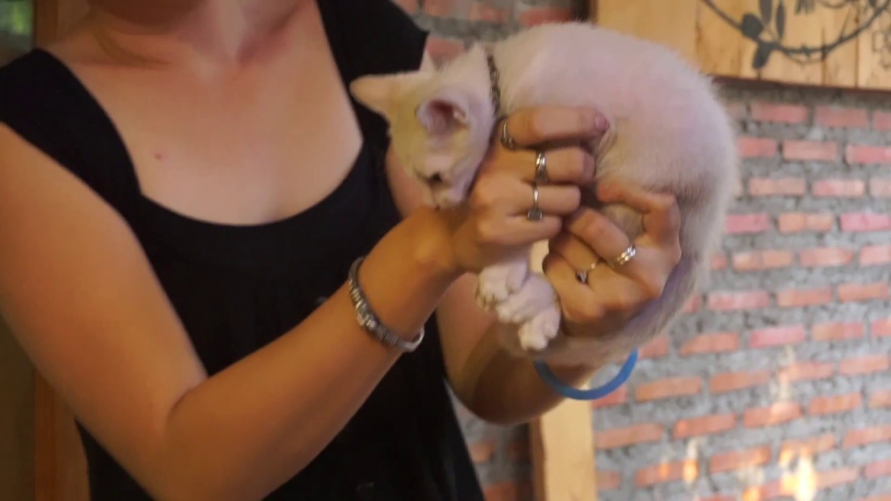 This Cats come, when you call. YouTube