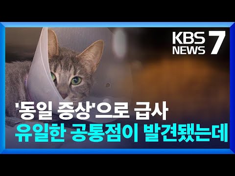 원인 모를 고양이 급사…동물단체 “특정 사료 먹었다” / KBS  2024.04.16.