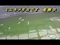 幹之メダカ産卵　二つの方法で採卵する方法のご紹介　予想以上に卵が採れます