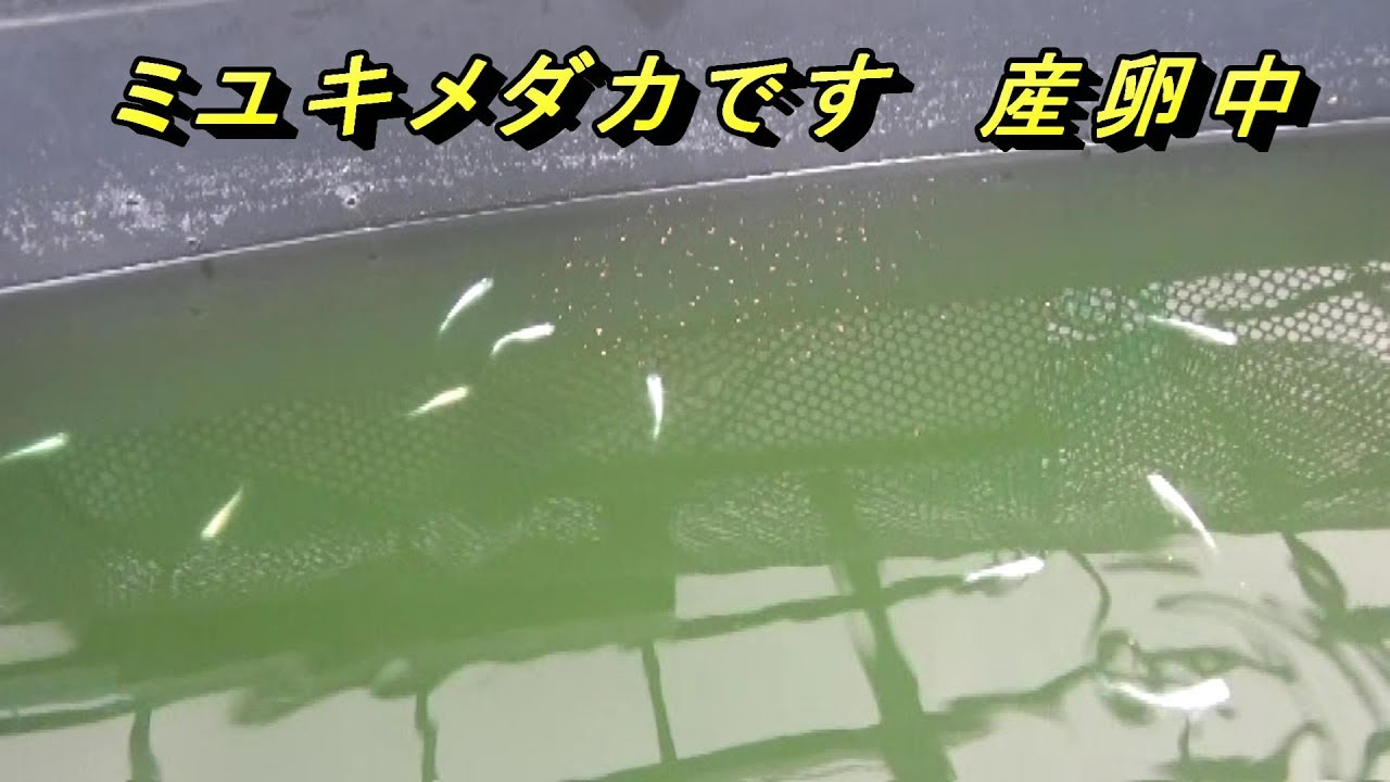 幹之メダカ産卵　二つの方法で採卵する方法のご紹介　予想以上に卵が採れます