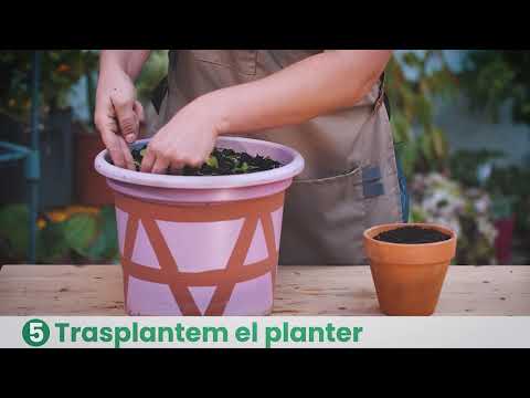 Vídeo: Llavors De Cactus: Sembra I Plantació De Plàntules A Casa. Quan és El Millor Moment Per Plantar?