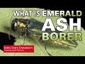 What is Emerald Ash Borer What is Emerald Ash Borer