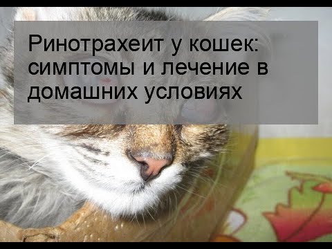 Ринотрахеит у кошек: симптомы и лечение в домашних условиях